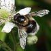 Hummel-Waldschwebfliege Hummel-Waldschwebfliege