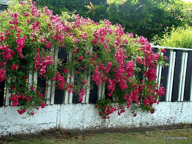 Floral Fence.