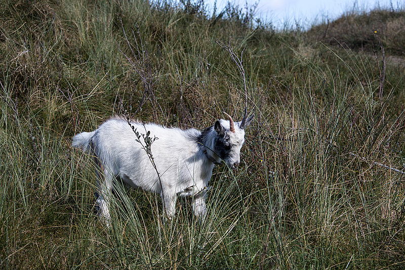 20140914 5269VRAw [NL] Ziege, Terschelling