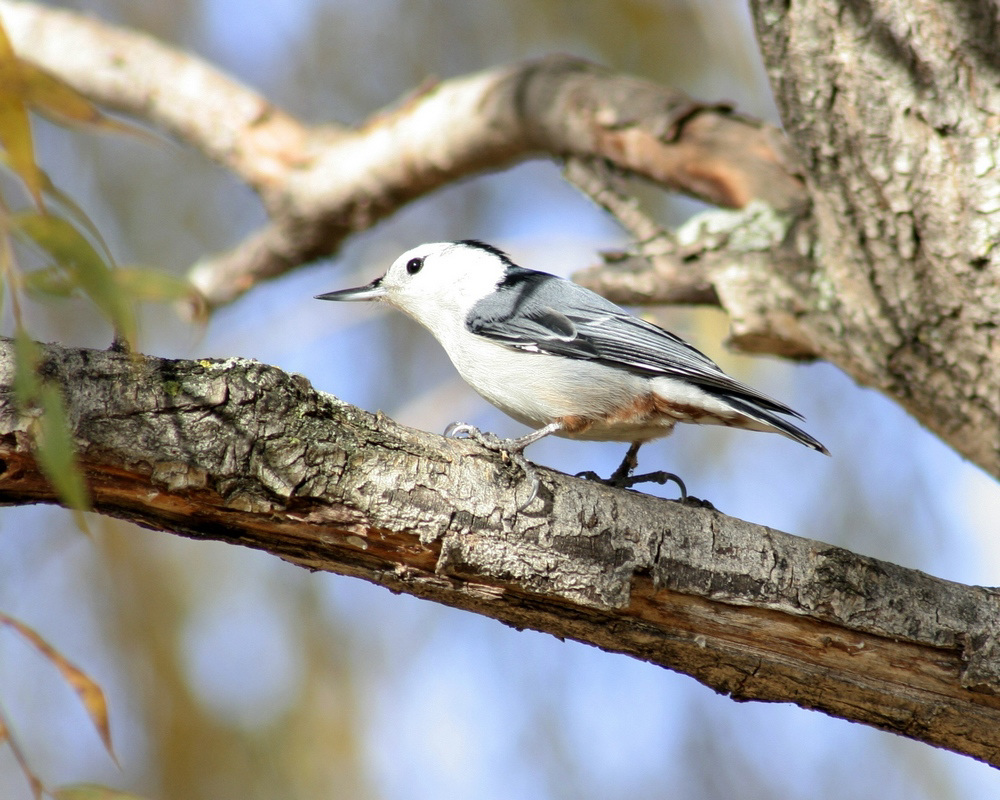 sittelle à poitrine blanche / white-breasted nuthatch