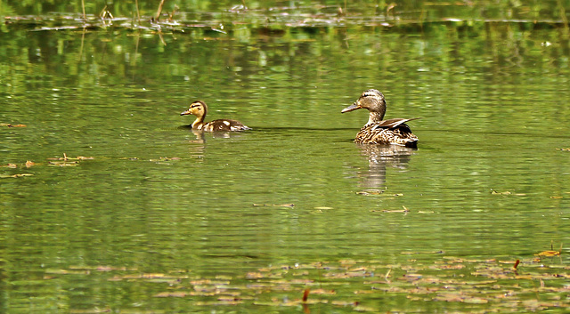 Momma and baby Mallard