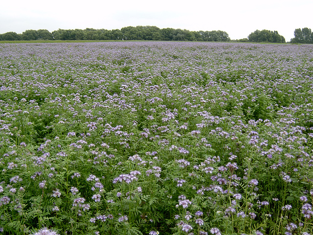 Bienenfreund (Phacelia) in Moorwerder