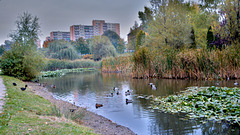 Park of Roses in Chorzow,Polen