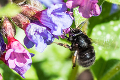 Hairy-footed Flower Bee-DSB 2893