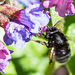 Hairy-footed Flower Bee-DSB 2893