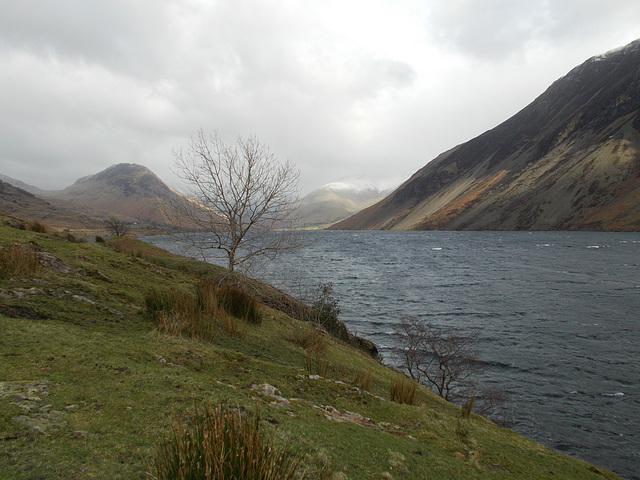 gbw - Wast Water tree