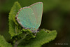 Green Hairstreak (Callophrys rubi)