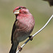 Purple Finch