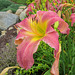 Day Lily 6