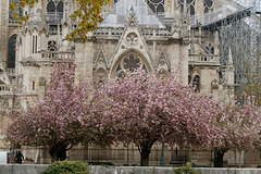 Notre-Dame