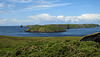 20190609 4866CPw [R~GB] Vogelinsel Skomer, Deer Park, Pembrokeshire, Wales