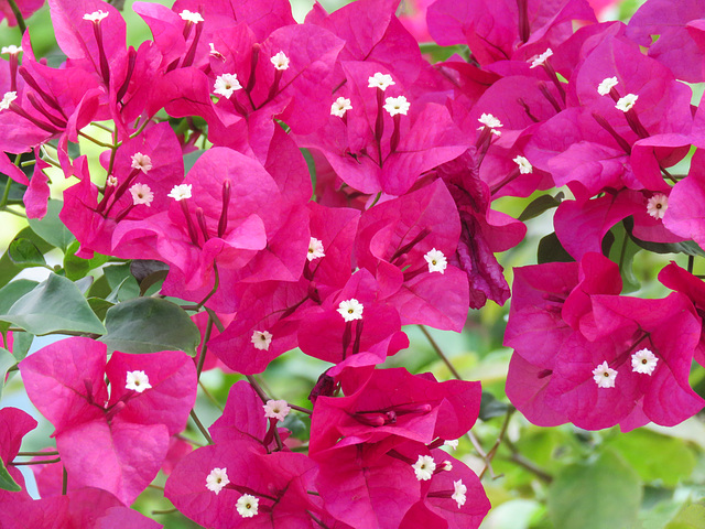 Day 6, Bougainvillea
