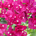 Day 6, Bougainvillea