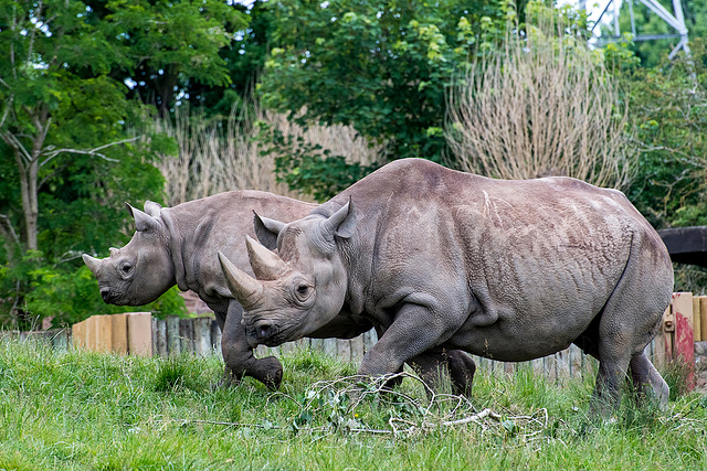 Rhinos