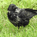 20190904 5800CPw [D~VR] Nebelkrähe (Corvus cornix) [JV], Zingst