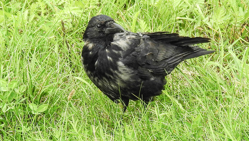 20190904 5800CPw [D~VR] Nebelkrähe (Corvus cornix) [JV], Zingst