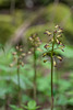 Aplectrum hyemale (Puttyroot orchid, Adam-and-Eve orchid) f/5.0