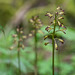 Aplectrum hyemale (Puttyroot orchid, Adam-and-Eve orchid) f/5.0