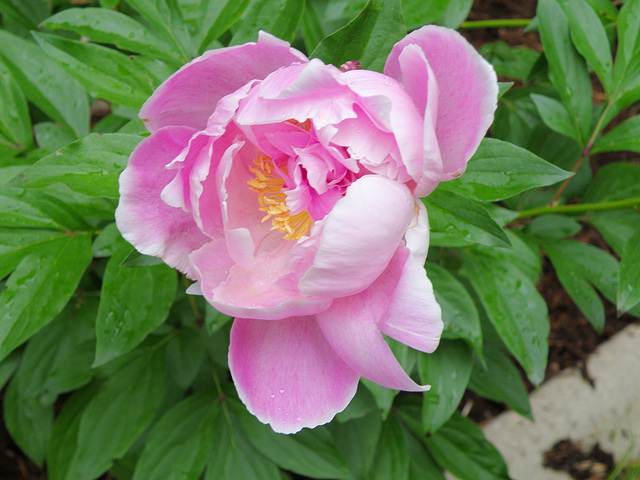 Peonies in our garden