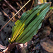 Aplectrum hyemale (Puttyroot orchid) leaf