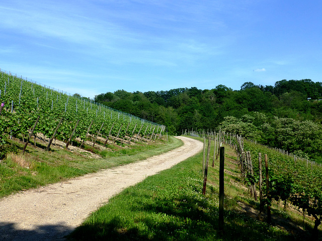 Neuenahrer Weinberge