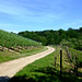 Neuenahrer Weinberge