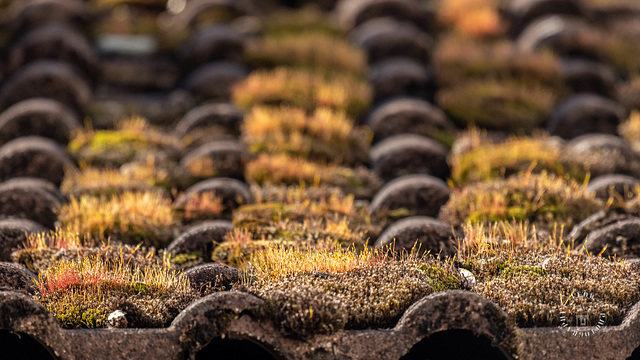 Moosdach ++ the moss roof