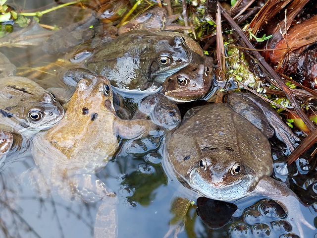 Frogs in my pond