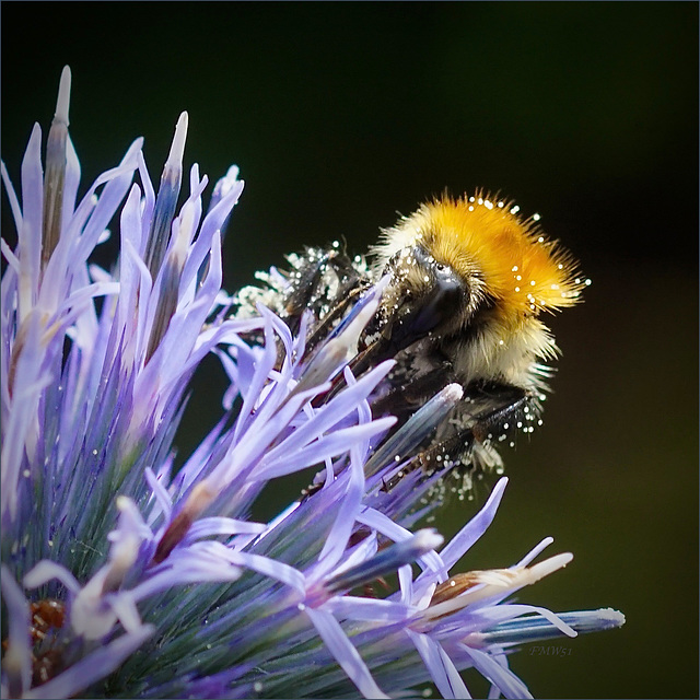 Kugeldistel von Ackerhummel besucht