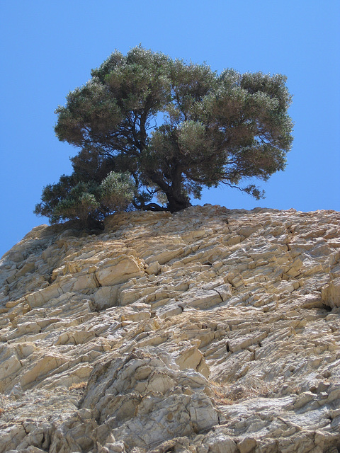 #1 olive tree solitary