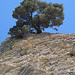 #1 olive tree solitary