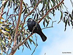 Tui High in a Tree