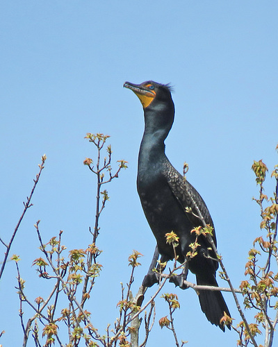 Double-crested Cormorant