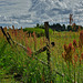 Sauerampfer - Sorrel - Oseille - Rumex acetosa - HFF