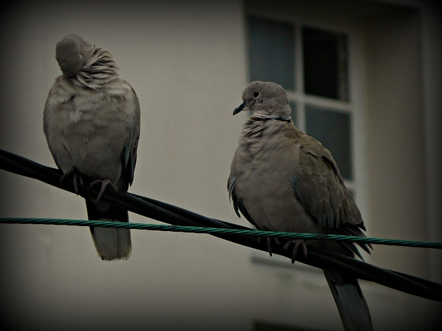 tu te plumes, je me plumes oui,, et alors,