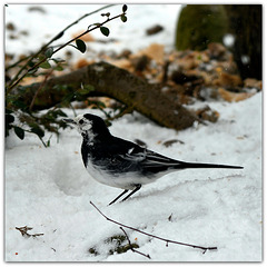 Winter garden visitor - Pied Wagtail