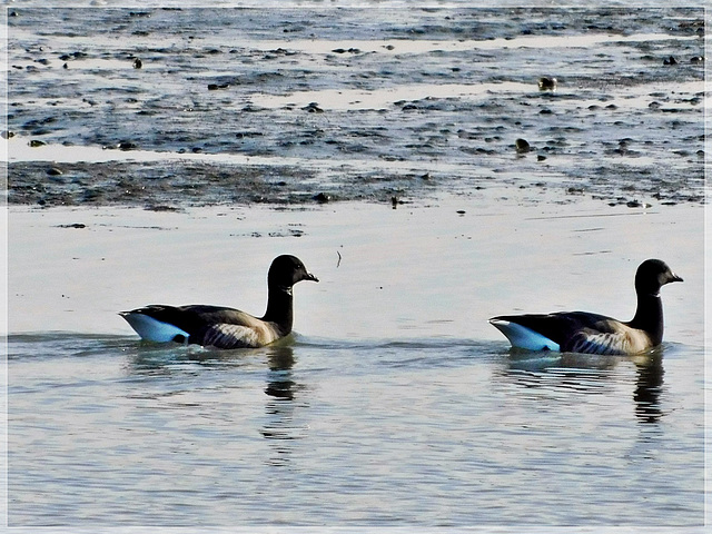 Bernaches au bord de Rance (35)