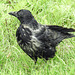 20190904 5801CPw [D~VR] Nebelkrähe (Corvus cornix) [JV], Zingst