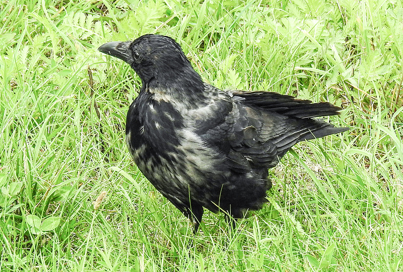20190904 5801CPw [D~VR] Nebelkrähe (Corvus cornix) [JV], Zingst