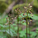 Aplectrum hyemale (Puttyroot orchid, Adam-and-Eve orchid) f/6.3