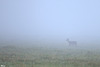 Biche dans la brume de l'aurore