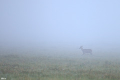 Biche dans la brume de l'aurore