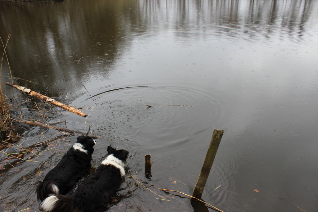 118/365 - Ein Regentag...