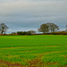 Staffordshire fields