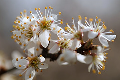 Fleurs de Prunellier