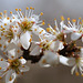 Fleurs de Prunellier