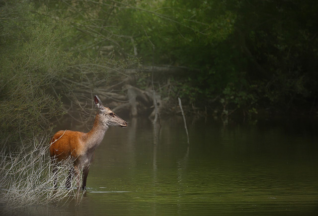 la biche dans l'eau