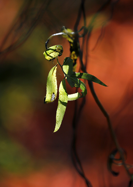 Saule en lumière