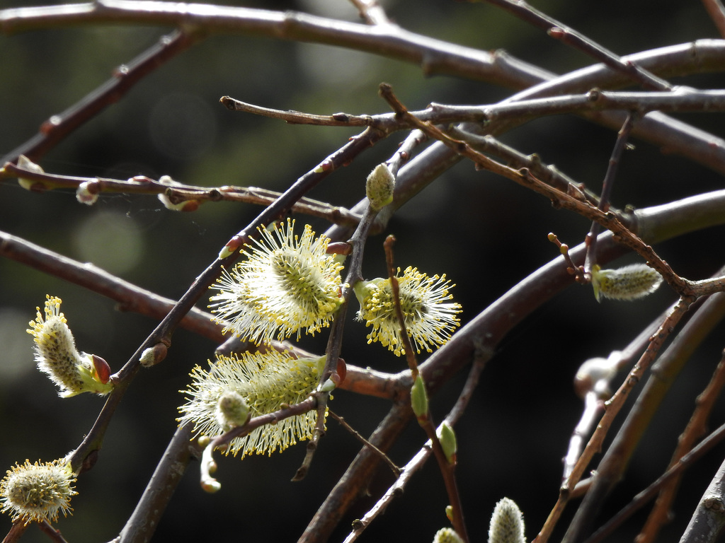 Salix, last day of March