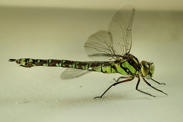 Visitor in my Kitchen